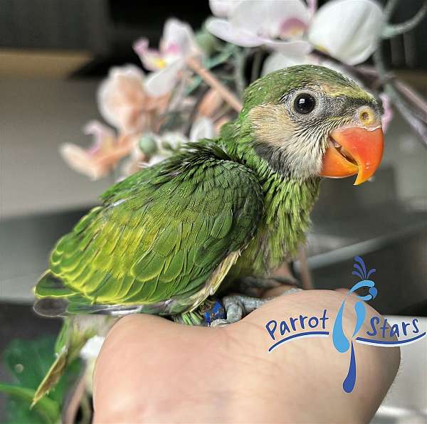 parakeet-for-sale