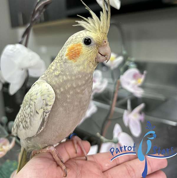 cockatiel-for-sale