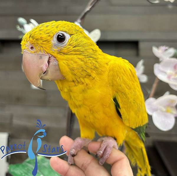 golden-conure-for-sale