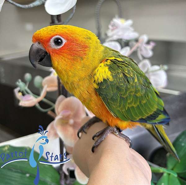 sun-conure-for-sale