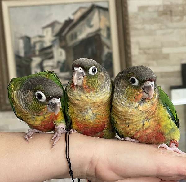 green-cheek-conure-for-sale