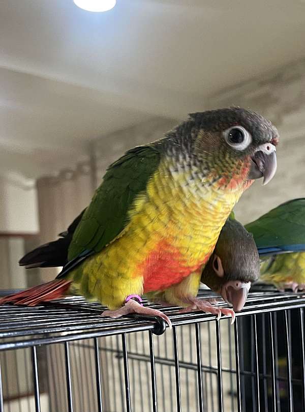 green-cheek-conure-for-sale