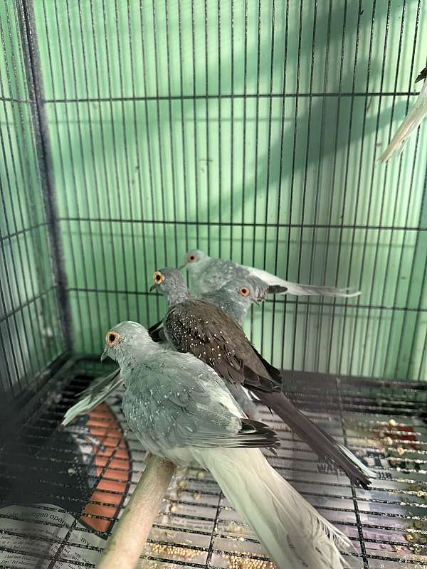 dove-diamond-dove-for-sale-in-michigan