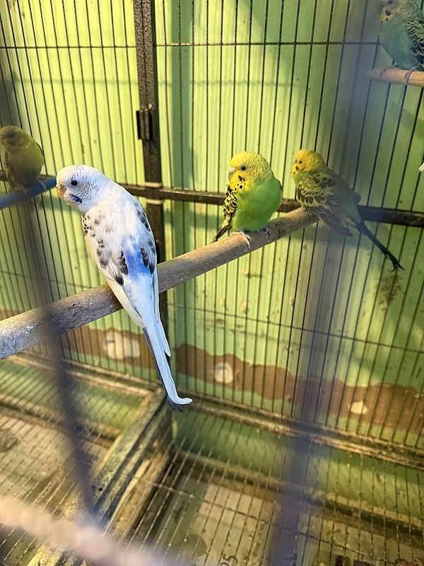 parakeet-for-sale