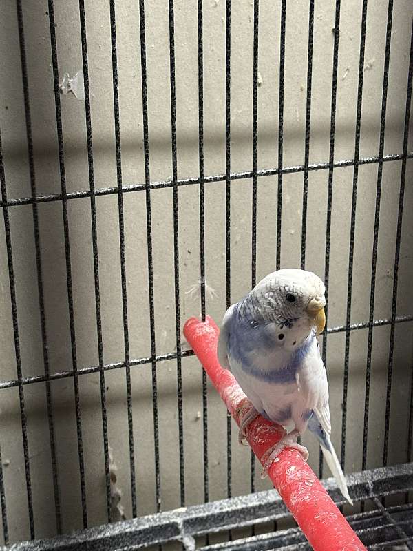 parakeet-for-sale