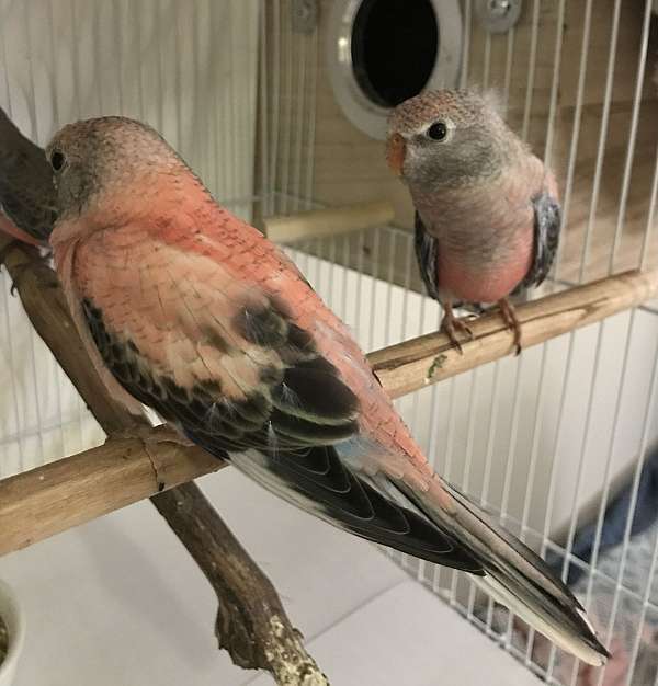 bourke-parakeet-for-sale-in-walnut-creek-ca