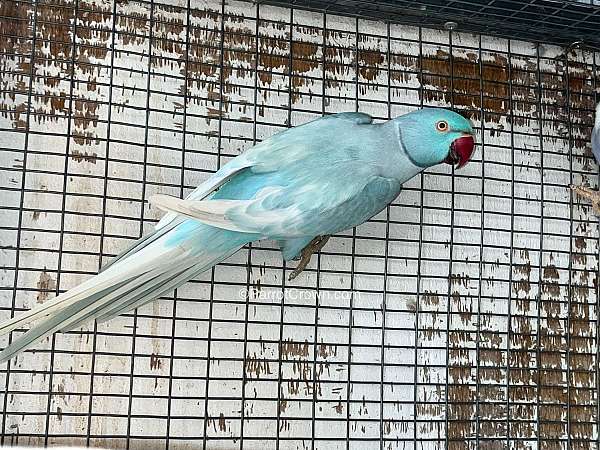 parrot-for-sale