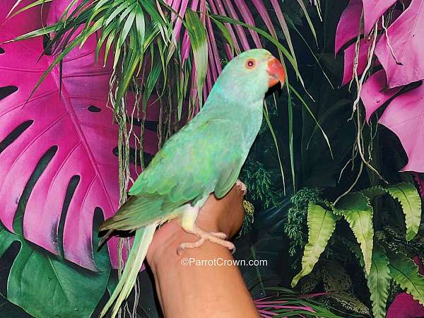 parrot-for-sale