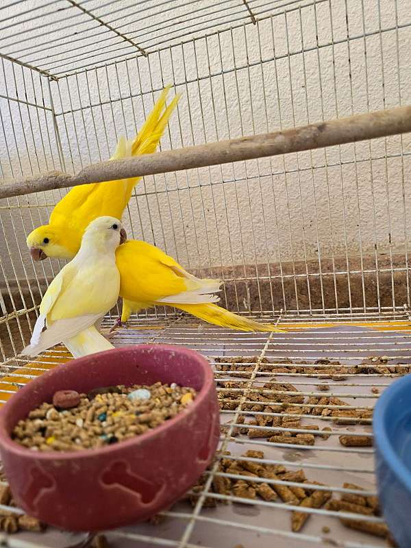 parrot-for-sale