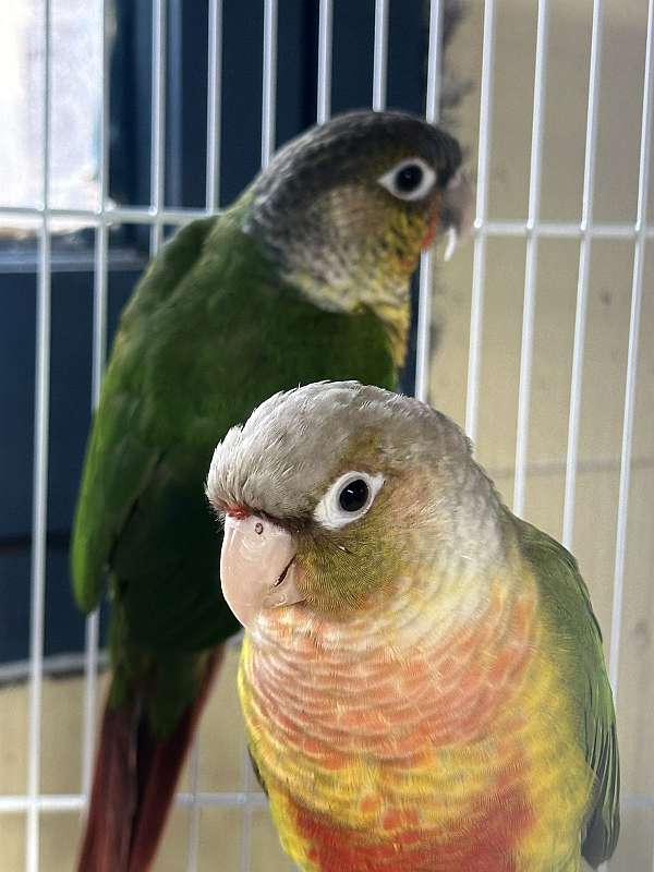 conure-green-cheek-conure-for-sale-in-springfield-mo