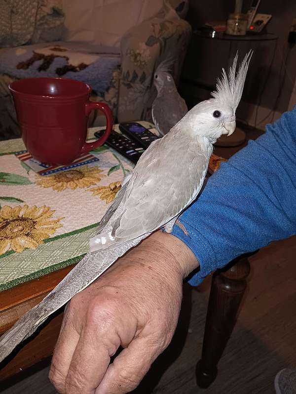 cockatiel-for-sale