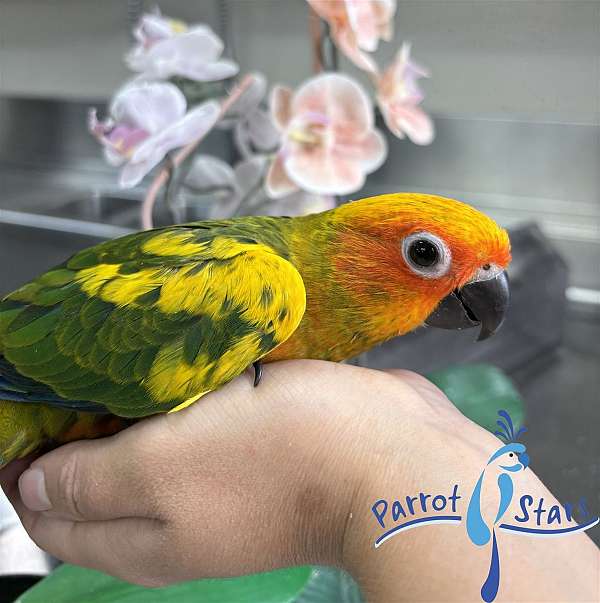 sun-conure-for-sale