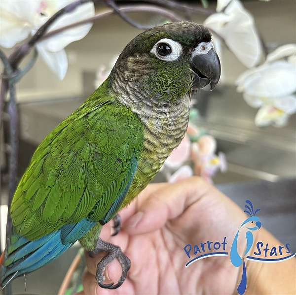 green-cheek-conure-for-sale