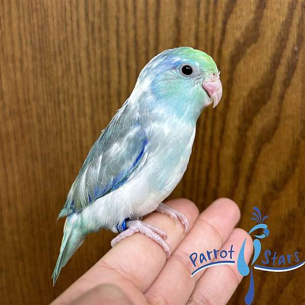 pacific-parrotlet-for-sale