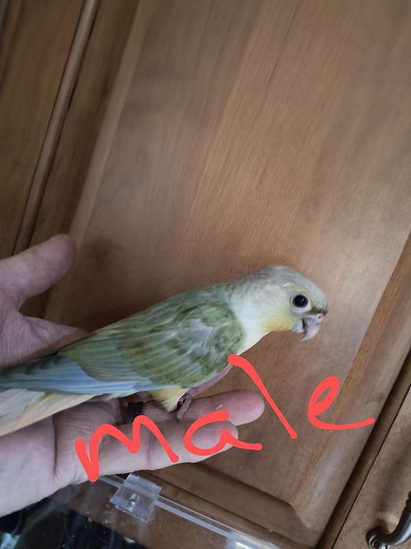 male-female-bird-for-sale-in-menasha-wi