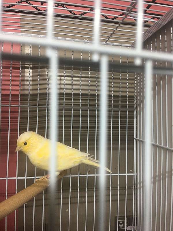 canary-for-sale