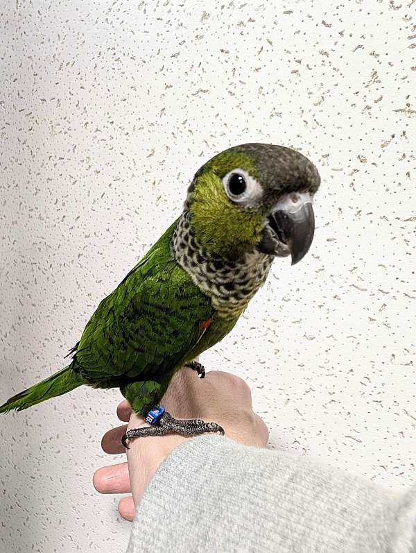 male-conure-black-capped-conure-for-sale