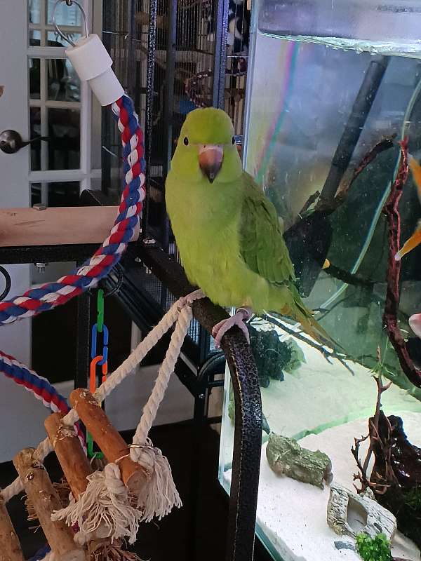 parrot-for-sale-in-medina-oh