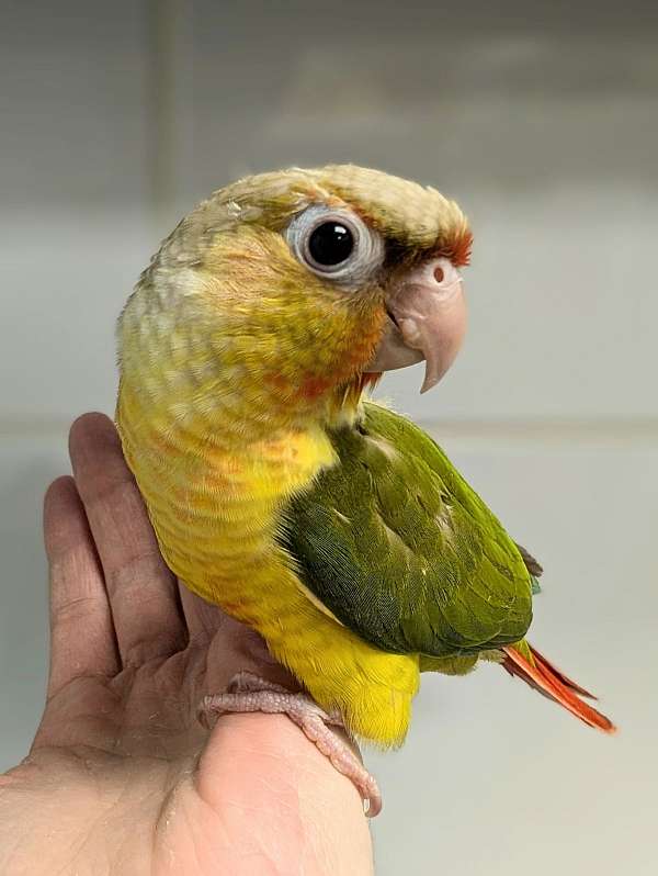 green-cheek-conure-for-sale