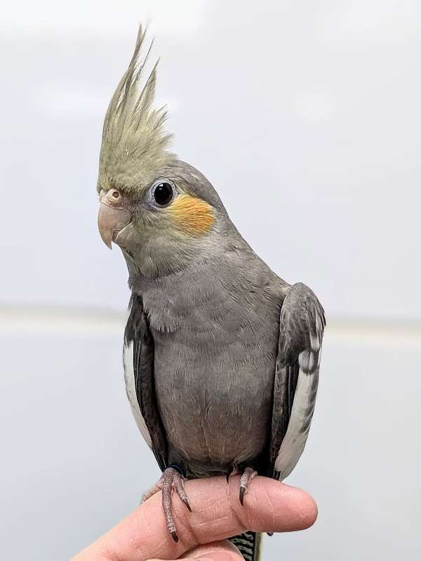 cockatiel-for-sale