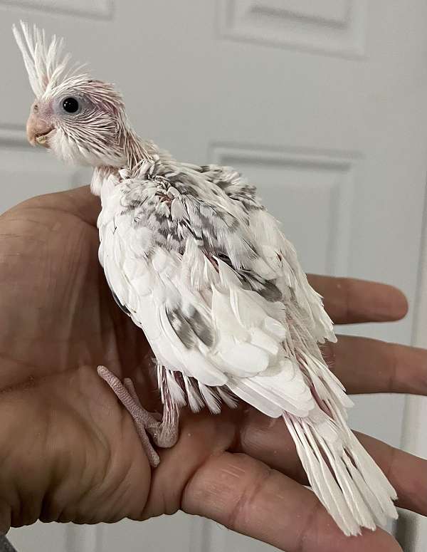 cockatiel-for-sale