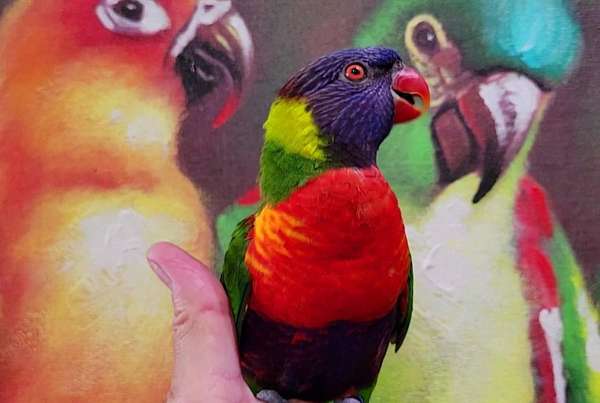 lory-for-sale