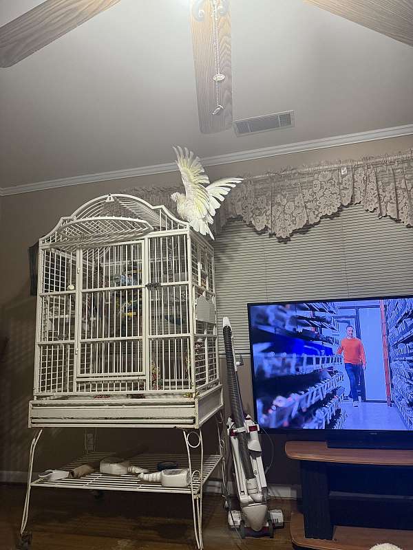 cockatoo-for-sale-in-guyton-ga