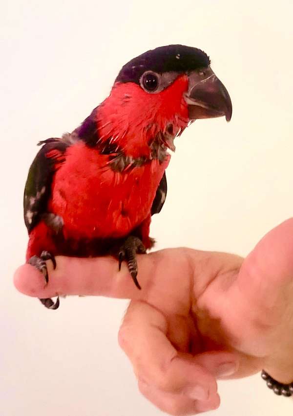 lory-for-sale