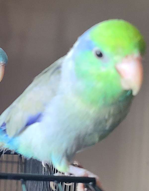 parrotlet-for-sale-in-little-elm-tx