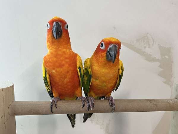 sun-conure-for-sale-in-rutland-vt