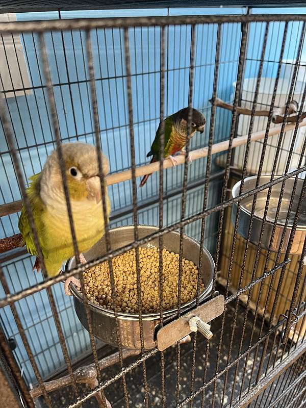 medium-bird-for-sale-in-rutland-vt