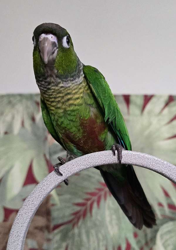 green-cheek-conure-for-sale