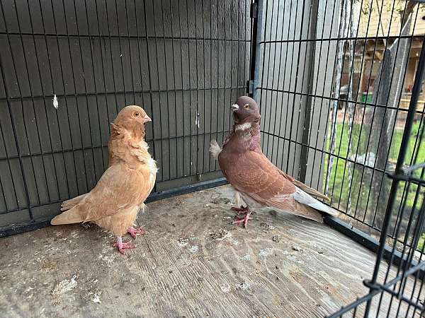 fantail-pigeon-for-sale-in-chapel-hill-nc