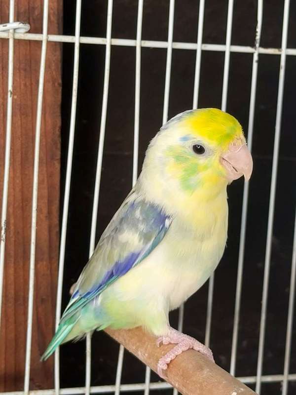 parrotlet-for-sale