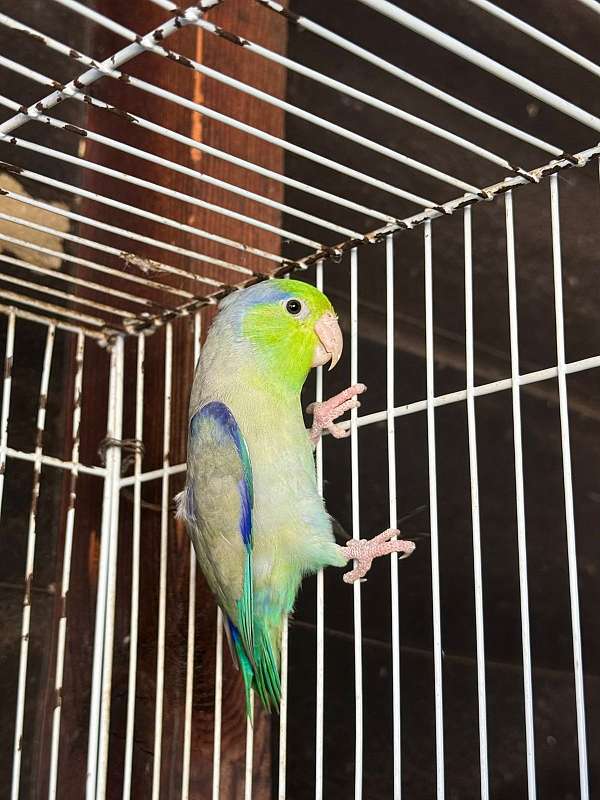 parrotlet-for-sale