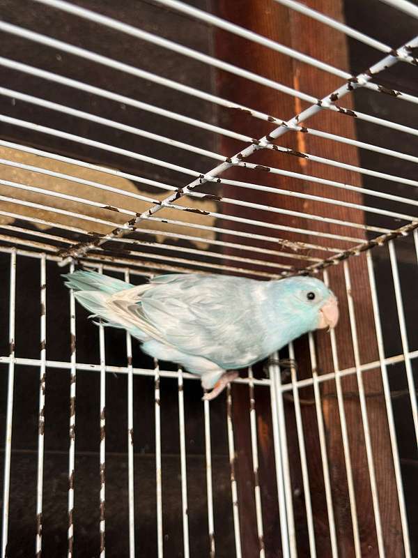 parrotlet-for-sale