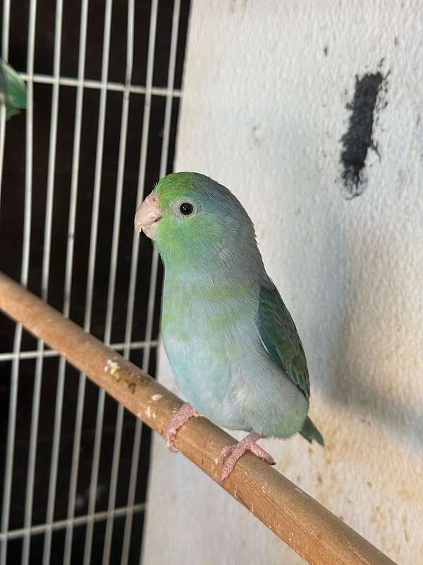 parrotlet-for-sale