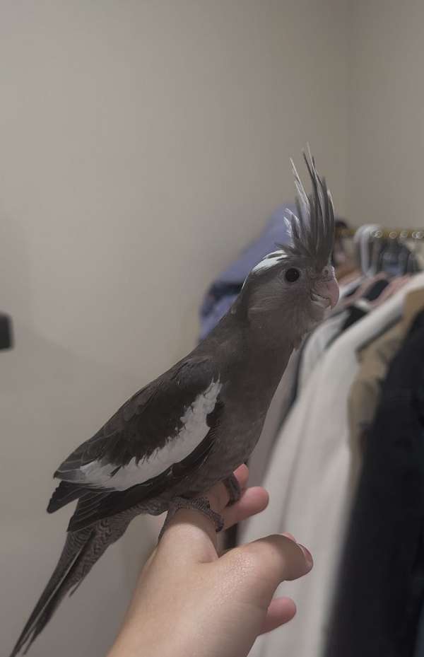 cockatiel-for-sale