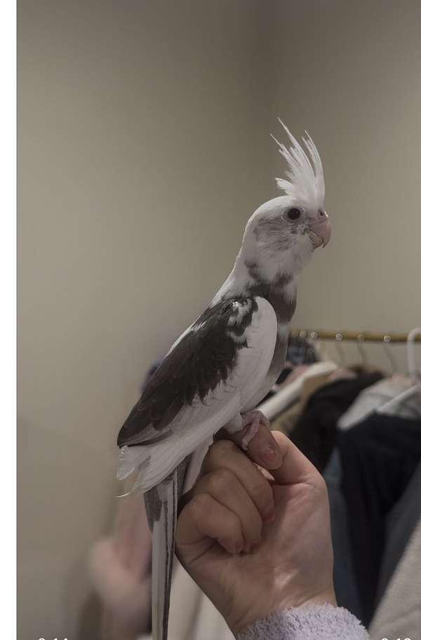 cockatiel-for-sale