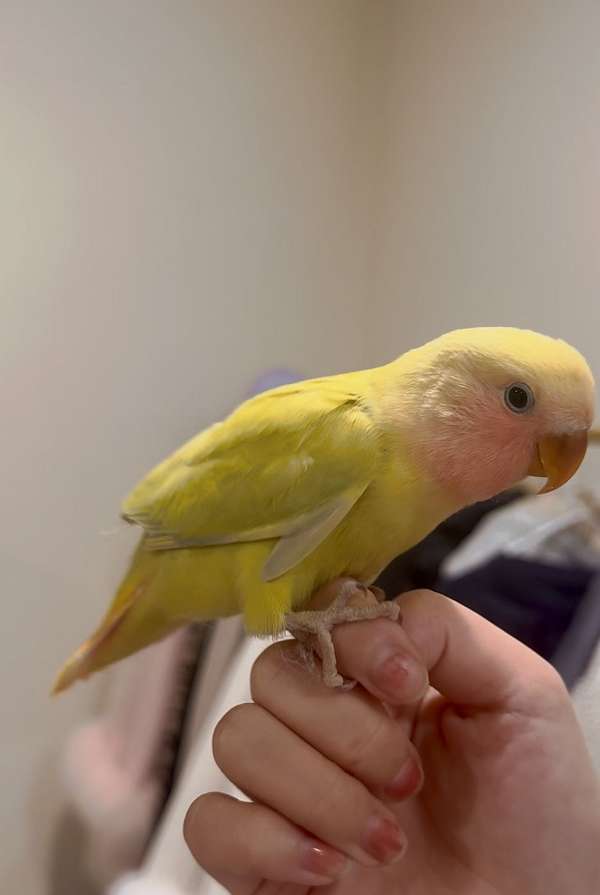 lovebird-for-sale