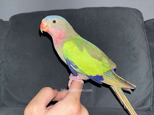 parrot-for-sale