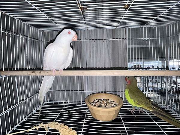 parrot-for-sale