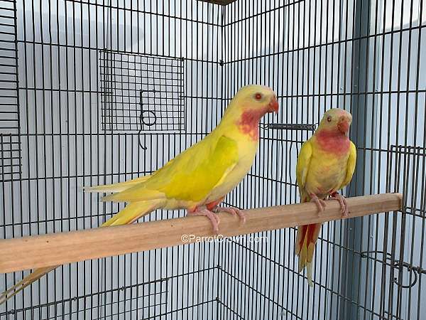 lutino-yellow-princess-of-wales-parakeet-for-sale