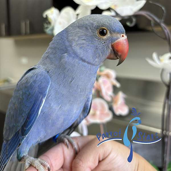 ringneck-parakeet-for-sale