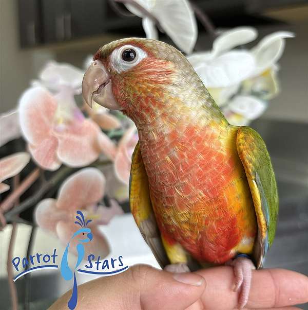 green-cheek-conure-for-sale