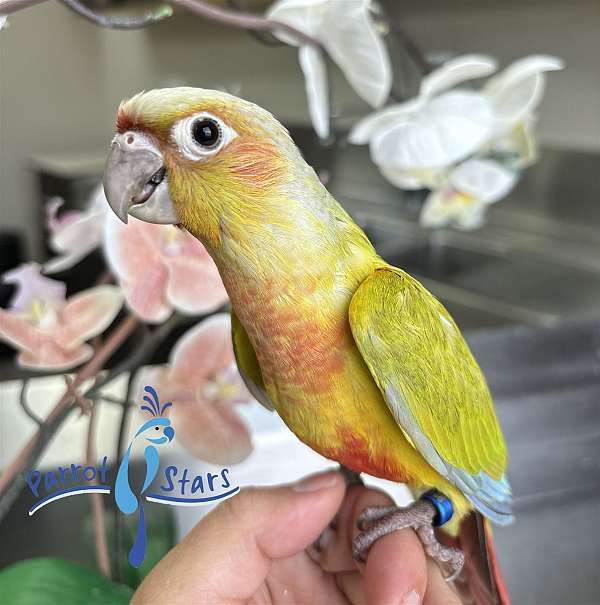 green-cheek-conure-for-sale