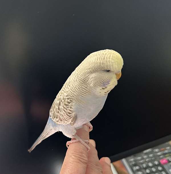 lilac-yellow-parakeet-for-sale