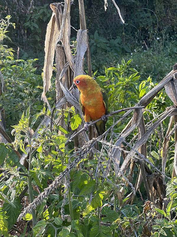 conure-sun-conure-for-sale-in-baltimore-md