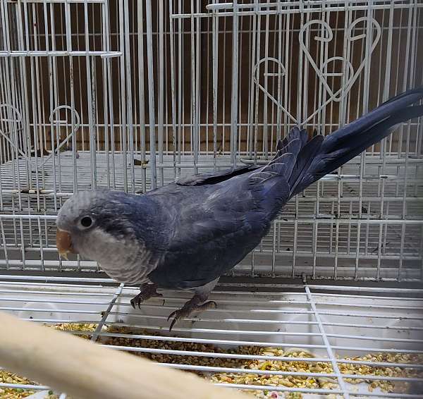 quaker-parrots-for-sale-in-manor-tx