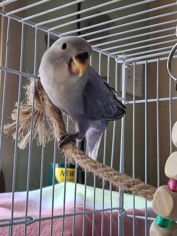 lovebird-for-sale